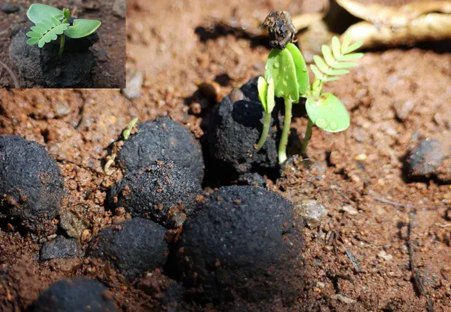 Seeds Germinating from Seed Balls