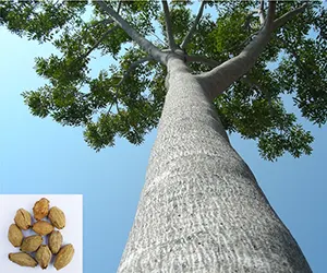 Melia dubia - Malabar Neem Tree